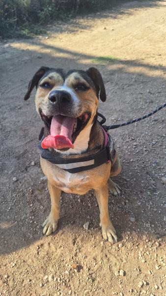 BROWNIE (PANDORA)