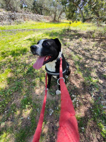 COSMO (CONDE)