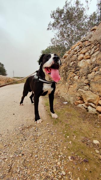 COSMO (CONDE)