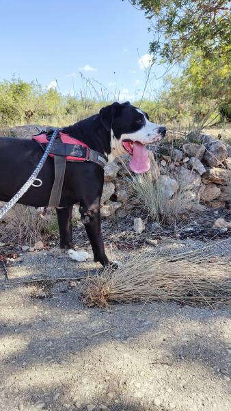 COSMO (CONDE)