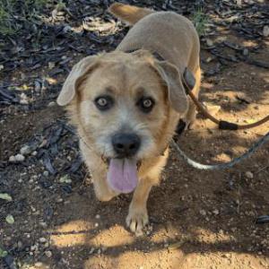 PIPO