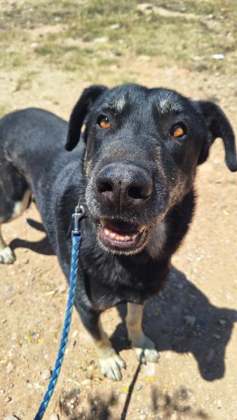 AXEL