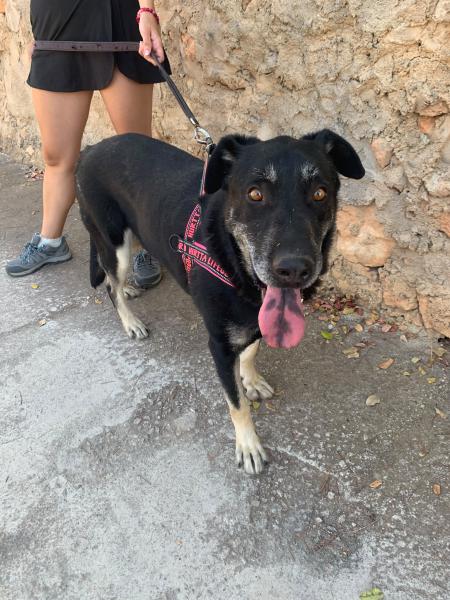 AXEL