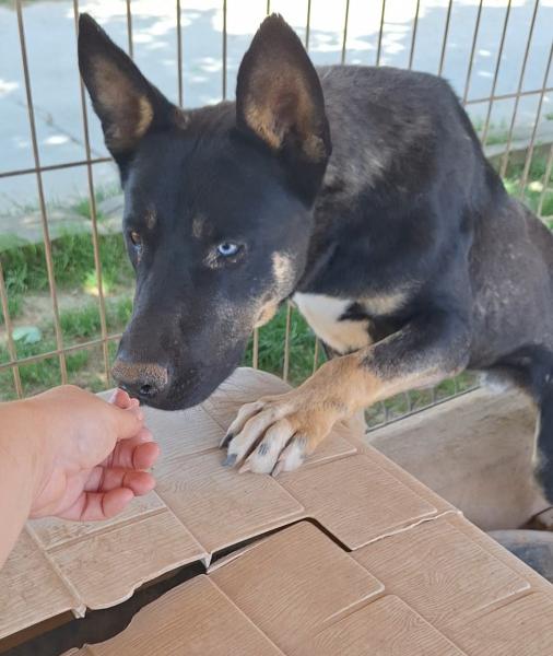 INU