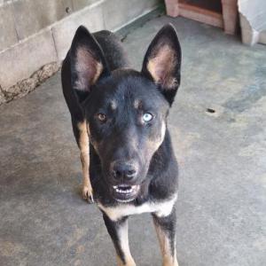 INU