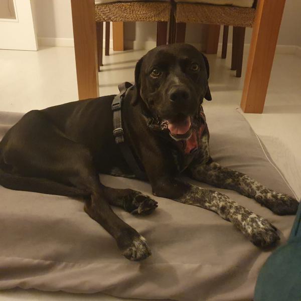 NAPO
