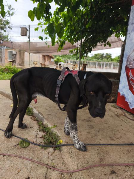 NAPO