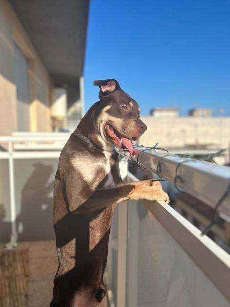 ZEUS