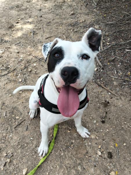 JACK (ADOPCION COSTE 0)