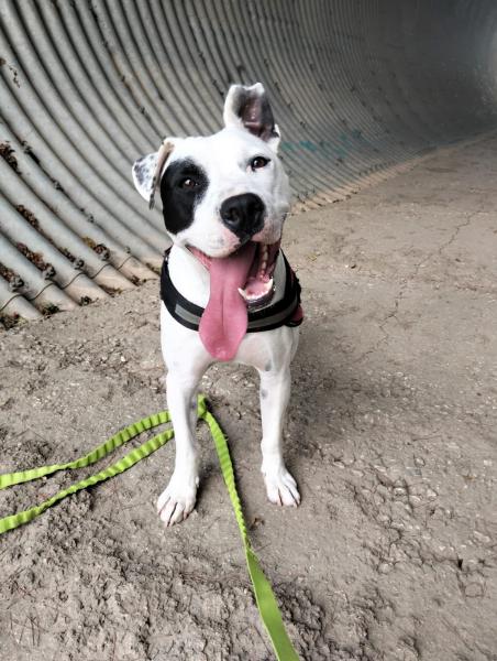 JACK (ADOPCION COSTE 0)