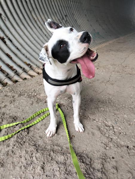 JACK (ADOPCION COSTE 0)