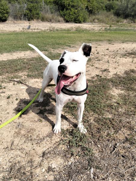 JACK (ADOPCION COSTE 0)