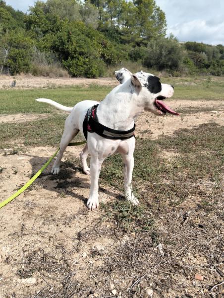 JACK (ADOPCION COSTE 0)