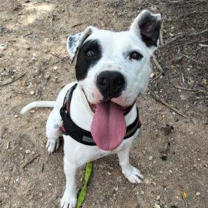 JACK (ADOPCION COSTE 0)