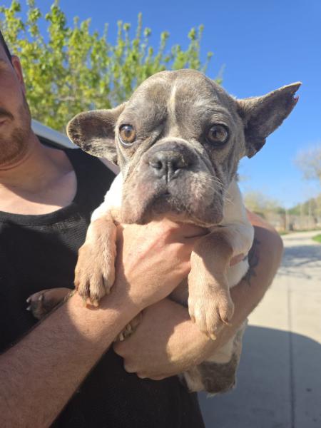 PERLA