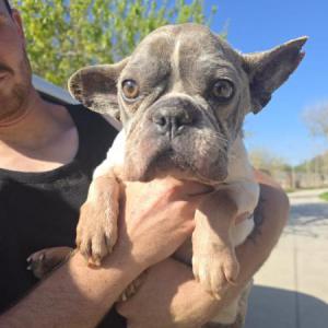 PERLA