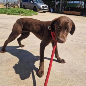 TIANA (CHOCOLATINA)