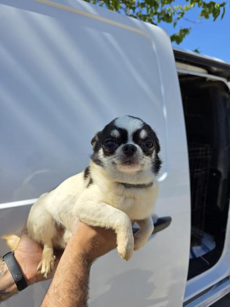 VAQUI