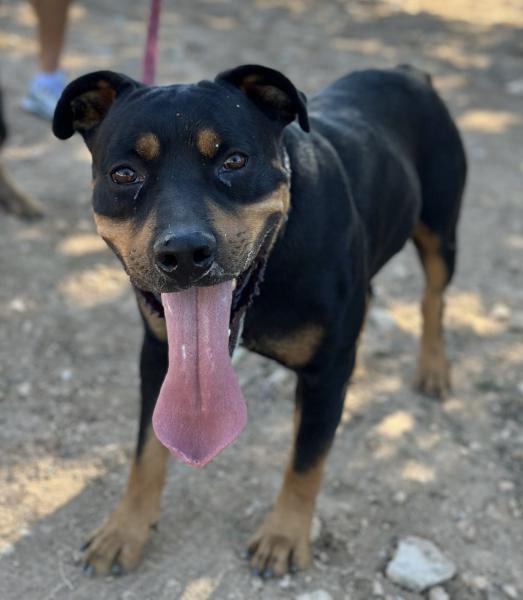 TAYSON (ADOPCION COSTE 0)