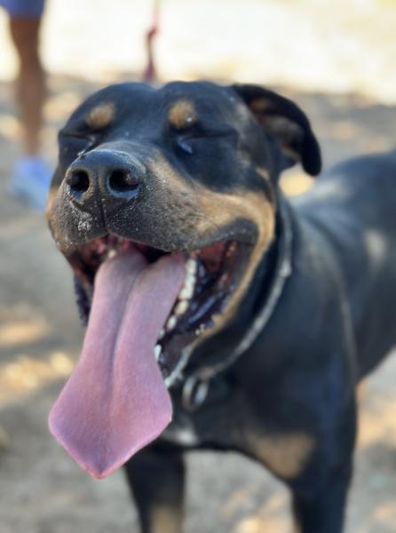 TAYSON (ADOPCION COSTE 0)