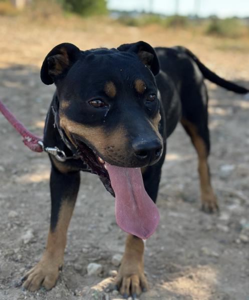 TAYSON (ADOPCION COSTE 0)