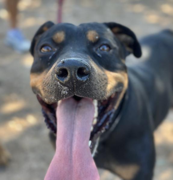 TAYSON (ADOPCION COSTE 0)