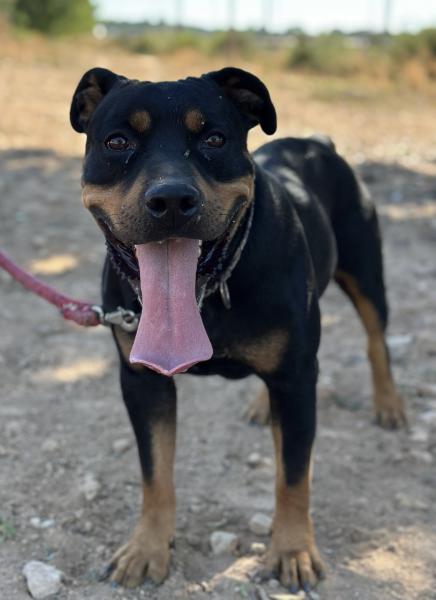 TAYSON (ADOPCION COSTE 0)