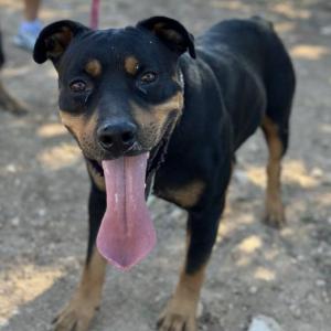 TAYSON (ADOPCION COSTE 0)