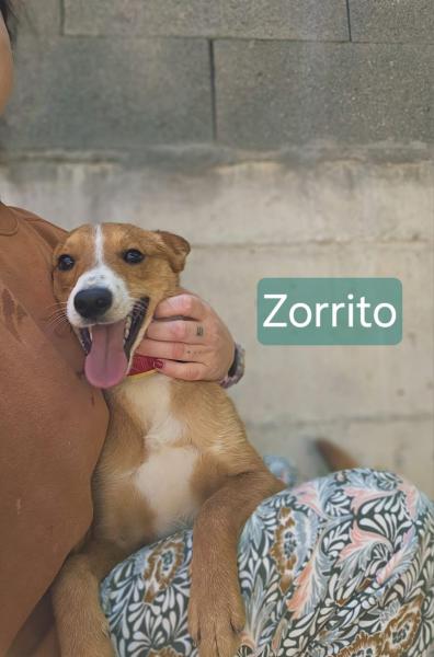 ZORRITO