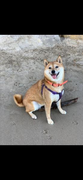LOLA