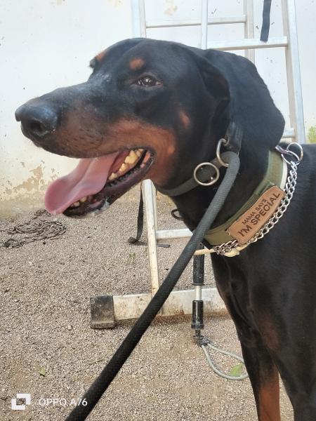 DRAGO