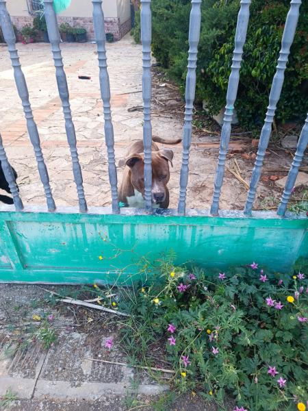 KENNEL
