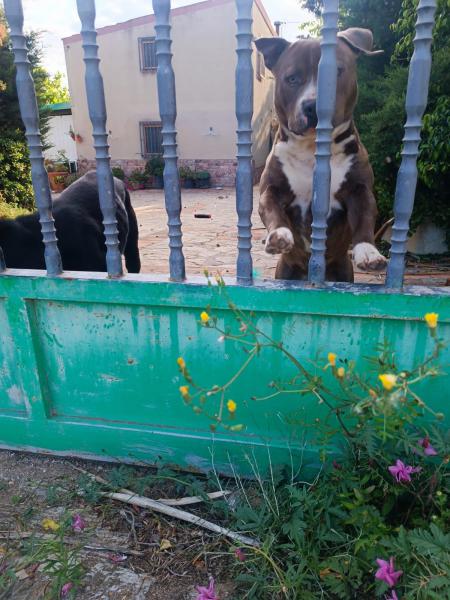 KENNEL
