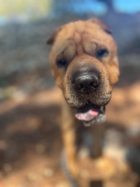 GUSTAVO