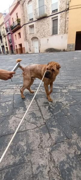 GUSTAVO
