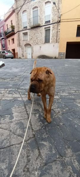 GUSTAVO