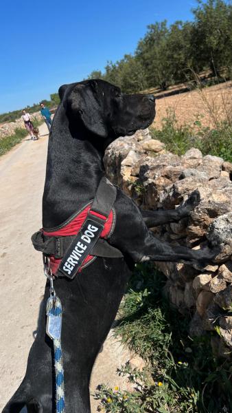 KODA