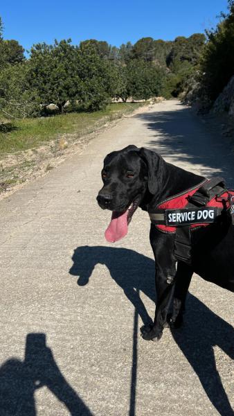 KODA