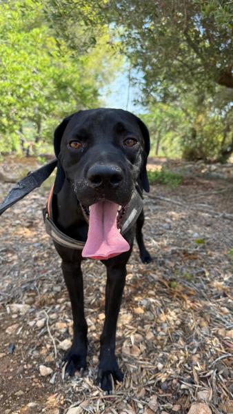 KODA