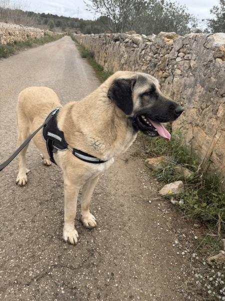 AQUILES