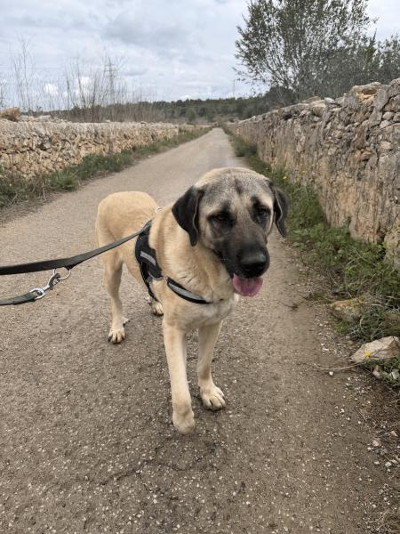AQUILES