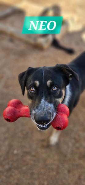 NEO