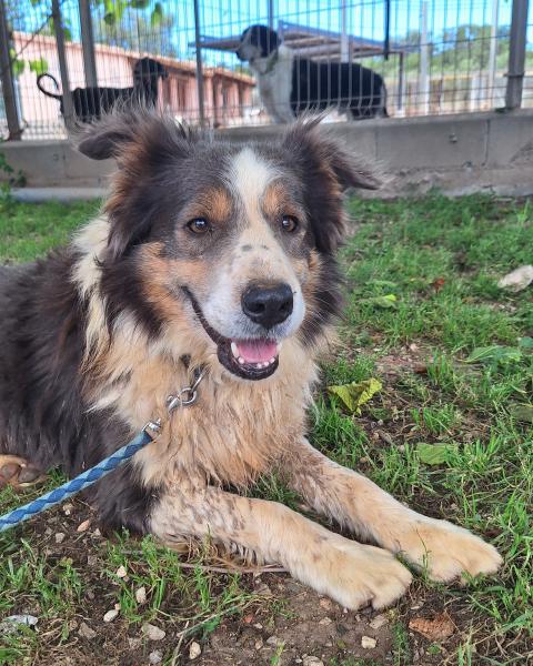 AUSSIE