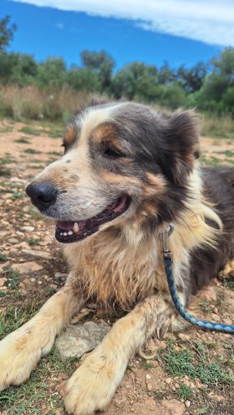 AUSSIE