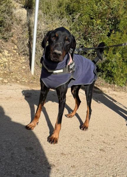 NEGRITO (KAISER)(COSTE 0)