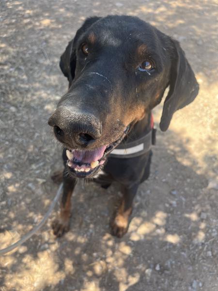 NEGRITO (KAISER)(COSTE 0)