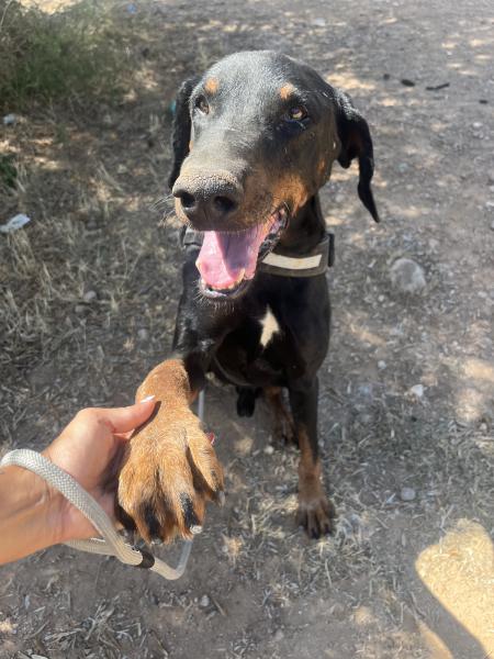 NEGRITO (KAISER)(COSTE 0)