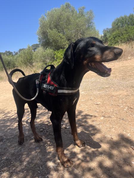 NEGRITO (KAISER)(COSTE 0)