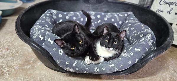 OREO