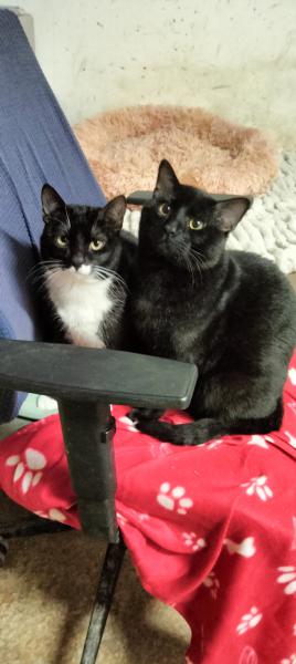 OREO